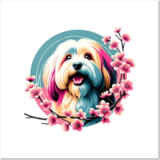 Joyful Havanese Encircled by Spring Cherry Blossoms Posters and Art